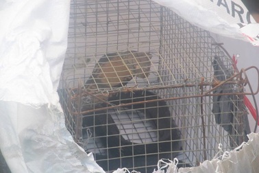 Tái thả nhiều cá thể động vật hoang dã về rừng