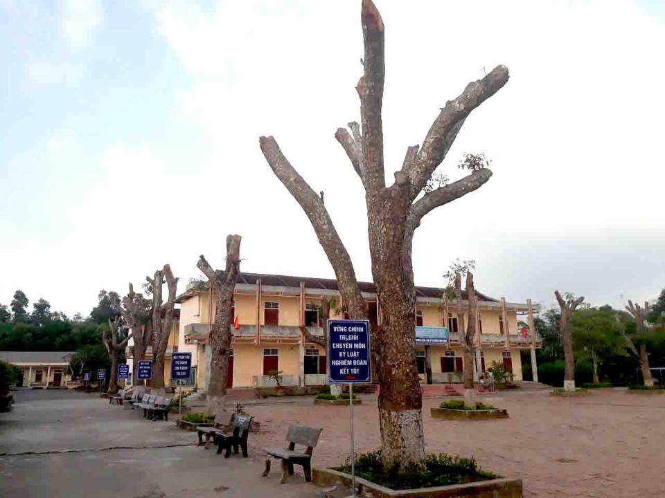 Hàng loạt cây xanh trong khuôn viên nhà trường bị cắt tỉa cành trơ trọi - 5 Hàng loạt cây xanh trong khuôn viên nhà trường bị cắt tỉa cành trơ trọi - 5