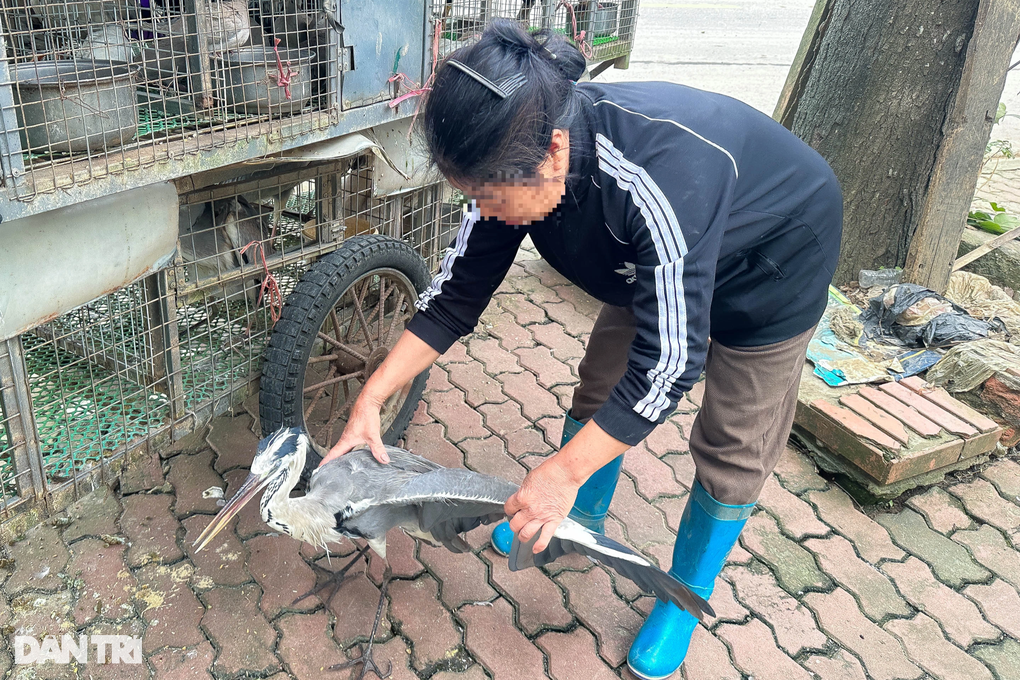 Nghĩa địa tận diệt chim trời Hà Nội: Vấn nạn nhiều năm nhưng khó ngăn chặn? - 2 Nghĩa địa tận diệt chim trời Hà Nội: Vấn nạn nhiều năm nhưng khó ngăn chặn? - 2
