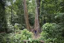 Cây chò nghìn năm tuổi chết khô vẫn sừng sững giữa rừng Cúc Phương