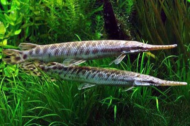 Cảnh báo loài cá cảnh ngoại lai Đầu sấu nguy hại 