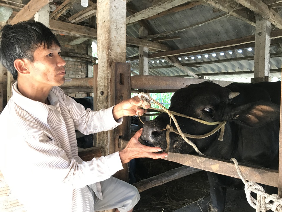 Hàng trăm con bò ngã bệnh, cả xã mất Tết - 4 Hàng trăm con bò ngã bệnh, cả xã mất Tết - 4