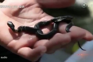 Xôn xao clip rắn hổ mang 2 đầu kỳ dị