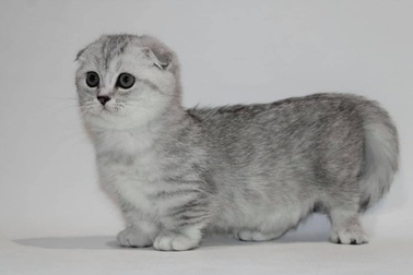 Mèo lùn chân ngắn một mẩu giá trên 55 triệu đồng, dân chơi vẫn mê mẩn