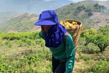 Nông dân thu nửa triệu đồng mỗi buổi nhờ loại quả trồng ở sườn đồi