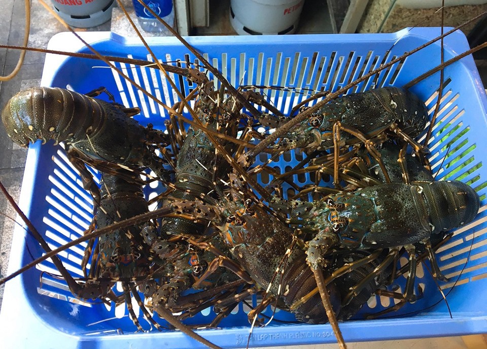 Bỏ lương nghìn đô ở sân bay, 9x Khánh Hòa về bán tôm hùm thu lãi khủng - 4 Bỏ lương nghìn đô ở sân bay, 9x Khánh Hòa về bán tôm hùm thu lãi khủng - 4