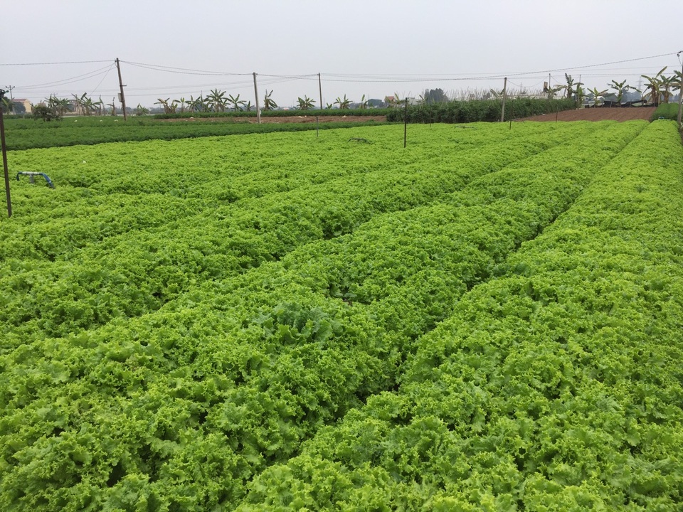 Hà Nội ra tay giải cứu hàng chục nghìn tấn nông sản vùng dịch - 2 Hà Nội ra tay giải cứu hàng chục nghìn tấn nông sản vùng dịch - 2