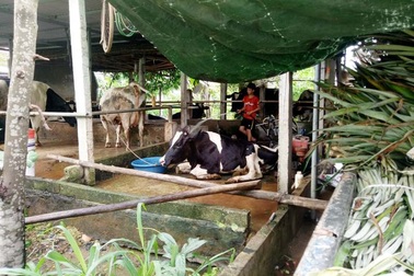 Nuôi bò sữa “án ngữ” trong khu dân cư, cả xóm kêu trời vì ô nhiễm