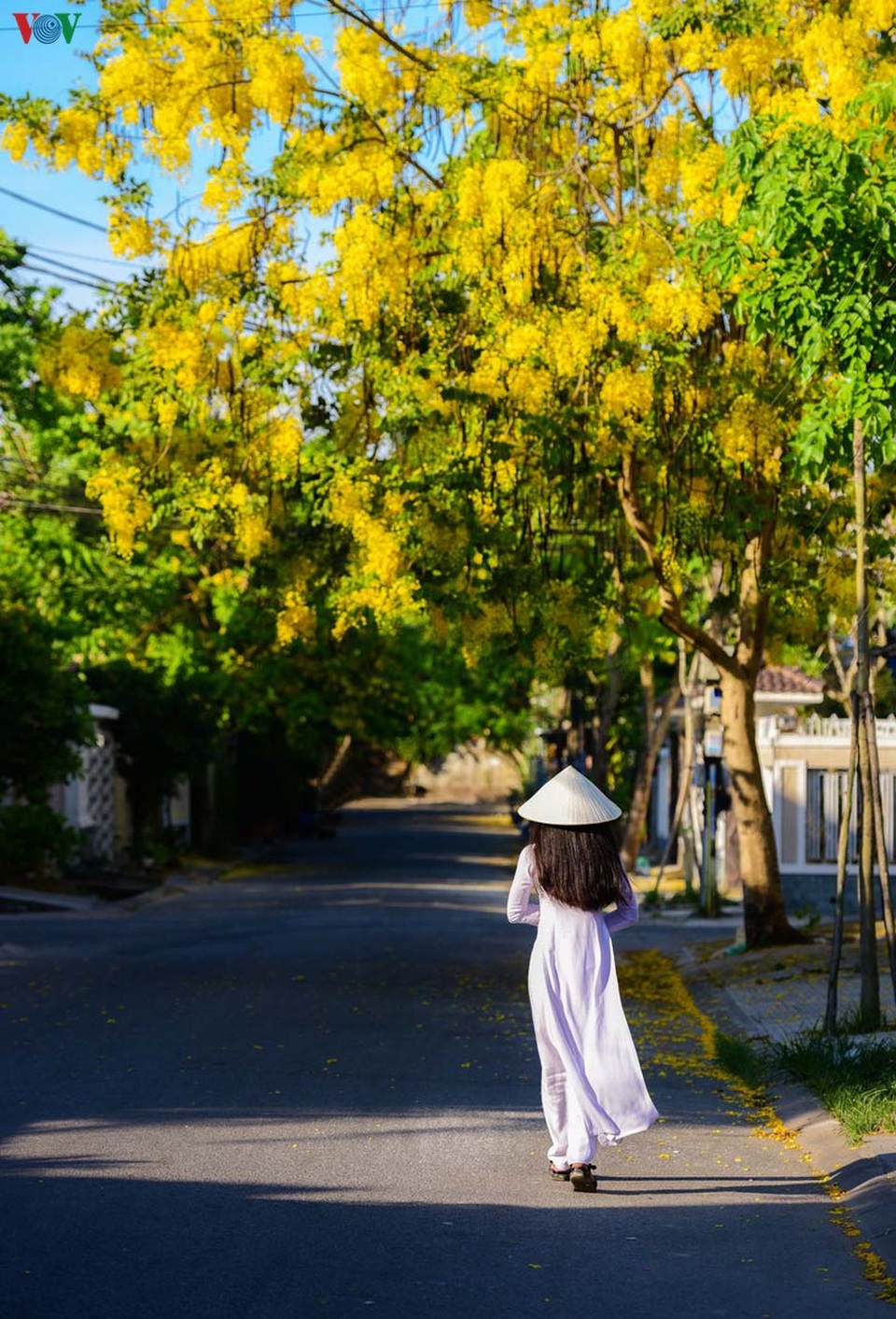 Huế - Thành phố của những sắc hoa mùa hạ - 5 Huế - Thành phố của những sắc hoa mùa hạ - 5