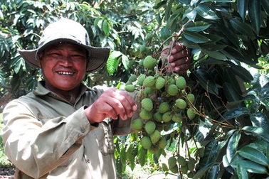 Vua vải Lục Ngạn bên bờ sông K’Rông Nô