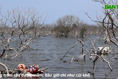 Rừng ngập mặn chết khô, hàng trăm hộ dân lo mất sinh kế