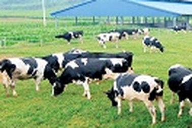 Thăm trang trại bò sửa kiểu mẫu