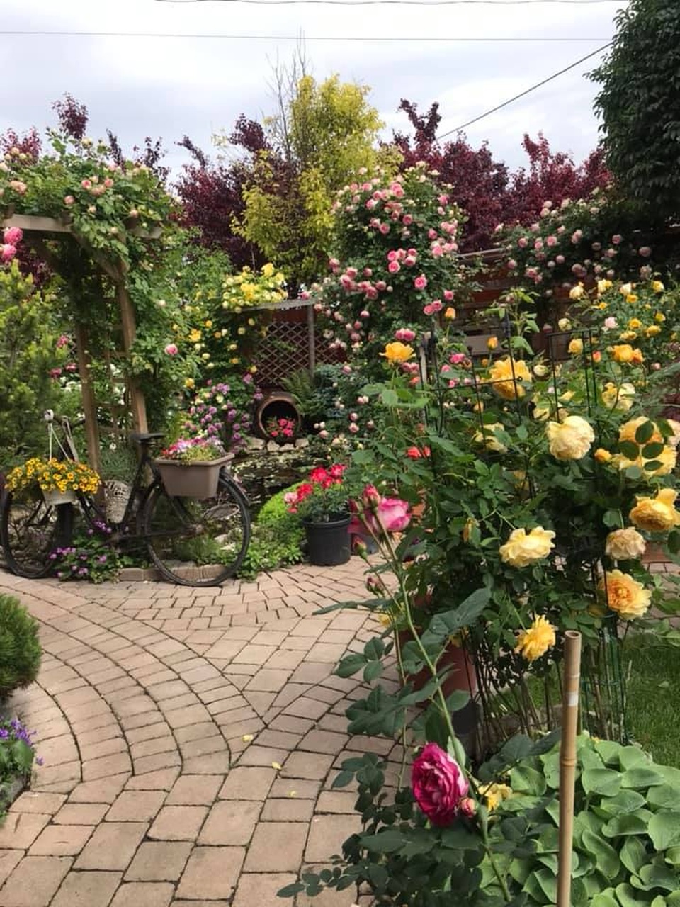 Ngôi nhà phủ kín hoa hồng đẹp không rời mắt của nữ Việt kiều ở Hungary - 8 Ngôi nhà phủ kín hoa hồng đẹp không rời mắt của nữ Việt kiều ở Hungary - 8