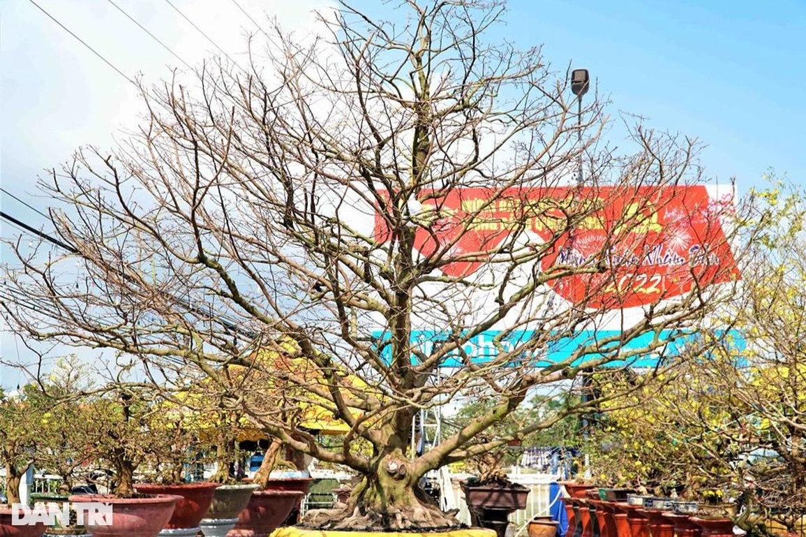 Cụ mai trăm tuổi có bộ đế siêu khủng, hai người đàn ông ôm không hết - 1 Cụ mai trăm tuổi có bộ đế siêu khủng, hai người đàn ông ôm không hết - 1