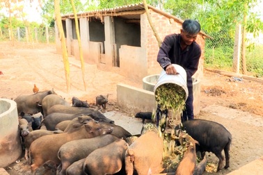 Phú Yên: Nông dân nuôi heo rừng lai kiếm hàng trăm triệu đồng mỗi năm