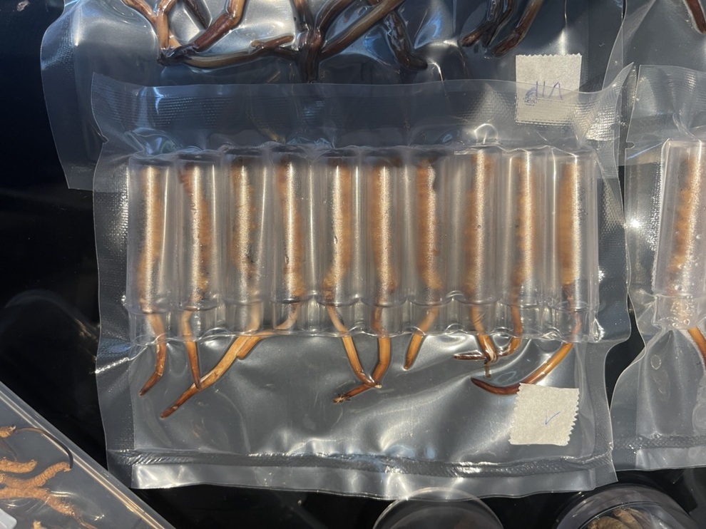 Lô đông trùng hạ thảo Tây Tạng hàng trăm con không rõ nguồn gốc - 2 Lô đông trùng hạ thảo Tây Tạng hàng trăm con không rõ nguồn gốc - 2