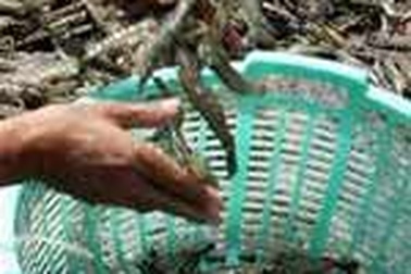 Hạn chế tình trạng thu hoạch tôm ào ạt