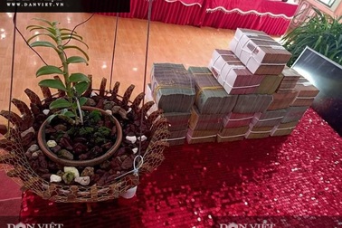 Sơn La: Xôn xao vụ chuyển nhượng lan đột biến Phi điệp Hồng Hạ Vân trị giá 5,5 tỷ đồng