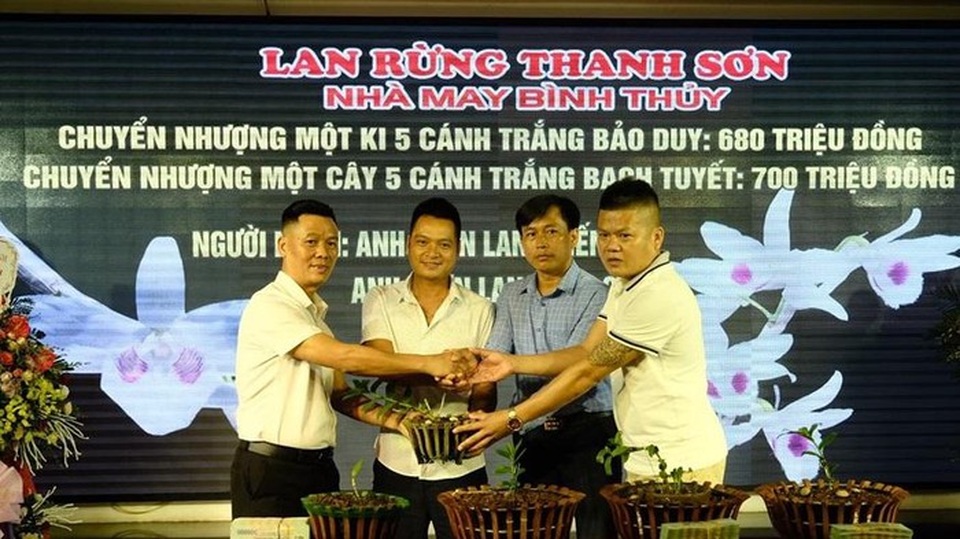 Ngắm vườn lan đột biến, giá trị gần 10 tỷ đồng tại Mê Linh - 16 Ngắm vườn lan đột biến, giá trị gần 10 tỷ đồng tại Mê Linh - 16