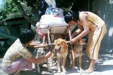 Cỗ xe tam khuyển và cuộc đời buồn của người đàn bà nghèo