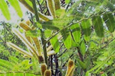 Hàng nghìn người tập trung diệt trừ cây Mắt mèo