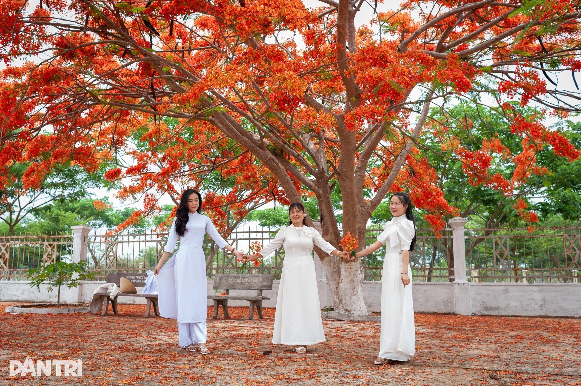 Hoa phượng nhuộm đỏ sân trường ở phố núi Gia Lai - 7