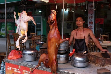 Thâm Quyến cấm ăn thịt chó mèo để chặn sự lây lan của corona virus