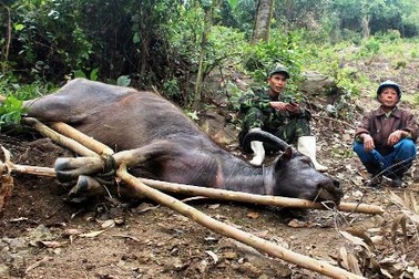 Dân xã nghèo "khóc ròng" vì trâu bò thi nhau chết rét