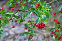 Hà Giang, những mùa hoa bỏ lại ven đường!