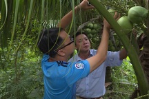 Vĩnh Long: Nông dân đang tất bật xuất dừa dứa tài lộc đón Tết