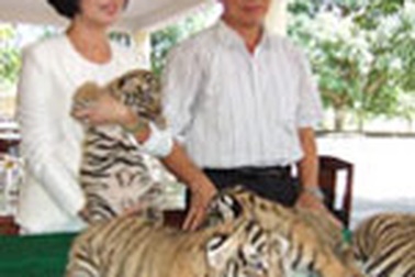 Thủ tướng đồng ý thí điểm nuôi hổ tại Bình Dương