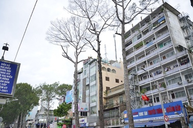 Hơn chục cây cổ thụ trăm tuổi chết bất thường ở Sài Gòn