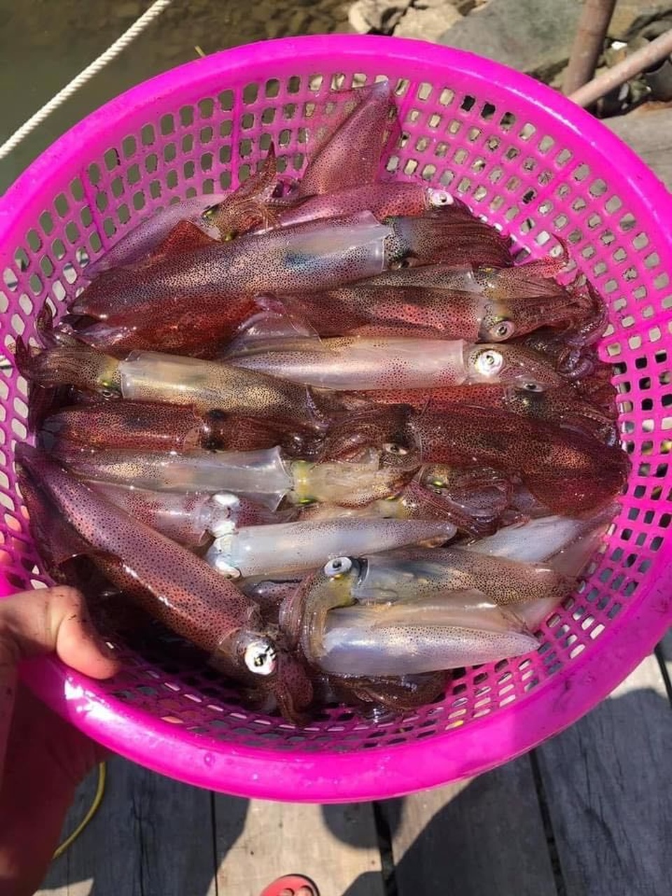 Con nhảy tanh tách, tiền triệu mỗi kg vẫn không có để bán - 8