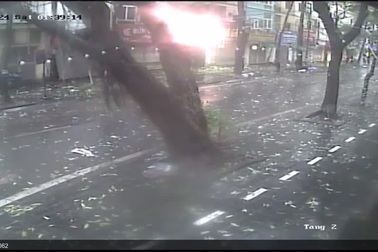 Cây to bật gốc đổ ngang đường ở Hà Nội