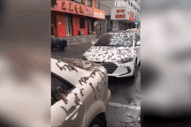 "Cơn mưa sâu" từ trên trời rơi xuống đậu phủ kín đường phố