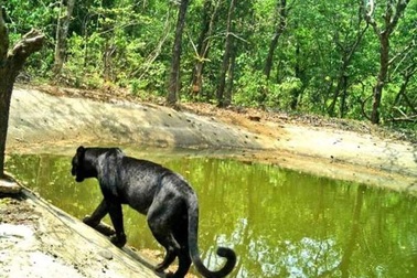 Báo đen hiếm gặp lọt vào máy quay ở khu bảo tồn Goa - Ấn Độ