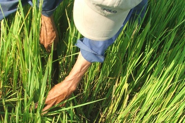 Hạn hán, lúa ngậm đòng nguy cơ mất trắng