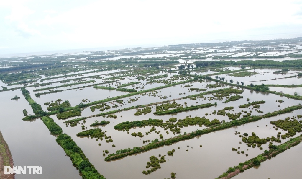 Thái Bình xóa 11.000ha khu bảo tồn: Là rừng đặc dụng phát triển kém? - 3