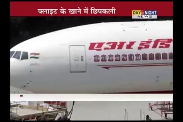 Hãng hàng không Ấn Độ bị cáo buộc xuất hiện xác thằn lằn trong bữa ăn trên máy bay