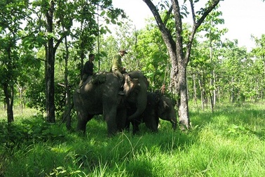 Vết thương voi rừng dính bẫy đang lành lại