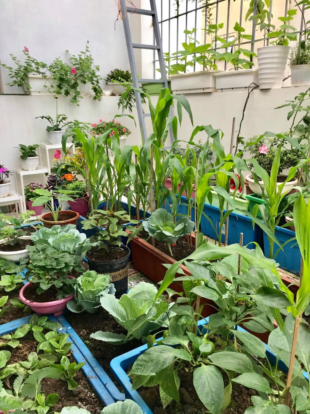 Tái chế đồ cũ, gia chủ Hải Phòng làm vườn sân thượng đẹp như công viên - 2 Tái chế đồ cũ, gia chủ Hải Phòng làm vườn sân thượng đẹp như công viên - 2