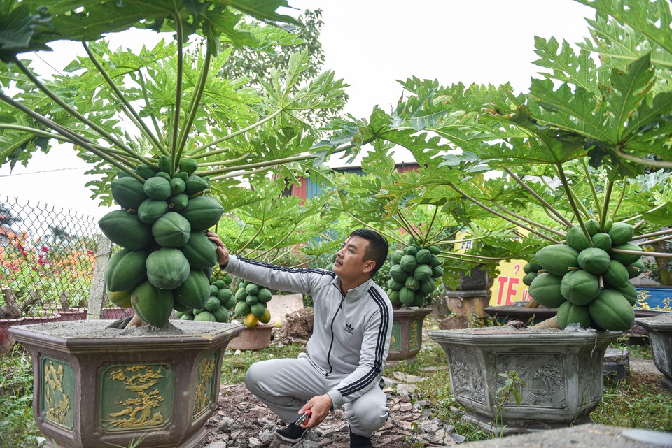 Săn đu đủ bonsai dáng siêu độc, quả đẻ chi chít chơi Tết - 2 Săn đu đủ bonsai dáng siêu độc, quả đẻ chi chít chơi Tết - 2