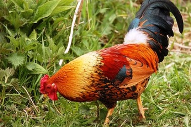 Mất tình hàng xóm, giết người chỉ vì... một con gà