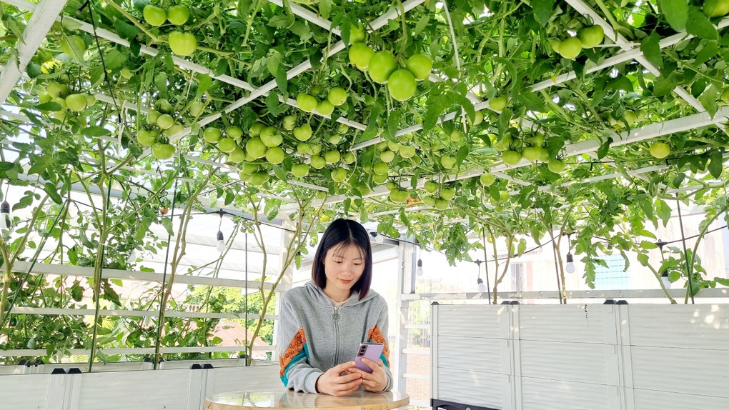Dược sĩ chuyển 6 tấn đất lên sân thượng, trồng cà chua khủng - 5