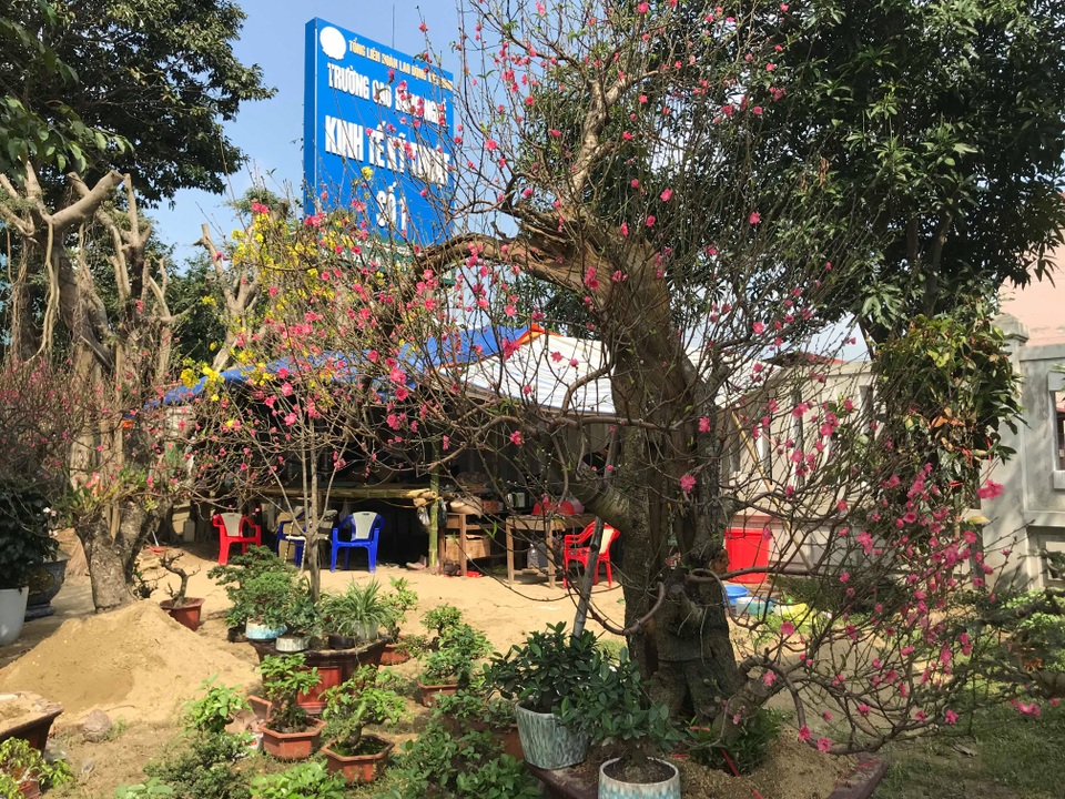 Dịch vụ thuê đào cảnh chơi Tết hút khách, có gốc giá đến 250 triệu đồng - 7 Dịch vụ thuê đào cảnh chơi Tết hút khách, có gốc giá đến 250 triệu đồng - 7