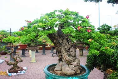 Bonsai cổ thụ dáng cực lạ giá cả trăm triệu ngóng "đại gia" dịp Tết