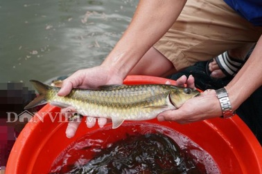 "Đột nhập" nơi nuôi loài cá Mỵ tên nghe "số khổ" chỉ có ở Việt Nam