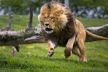 Thủ tục xin nuôi động vật hoang dã?