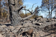 Cảnh rừng hoang tàn sau nhiều đợt cháy lớn liên tiếp