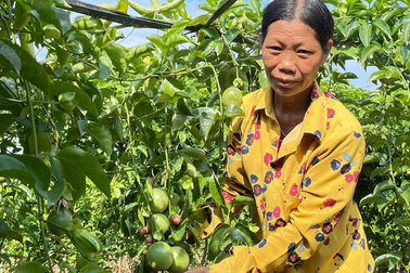 Loại cây trồng một lần, thu hoạch nhiều năm, nhàn sức, lãi gấp 3 ngô sắn